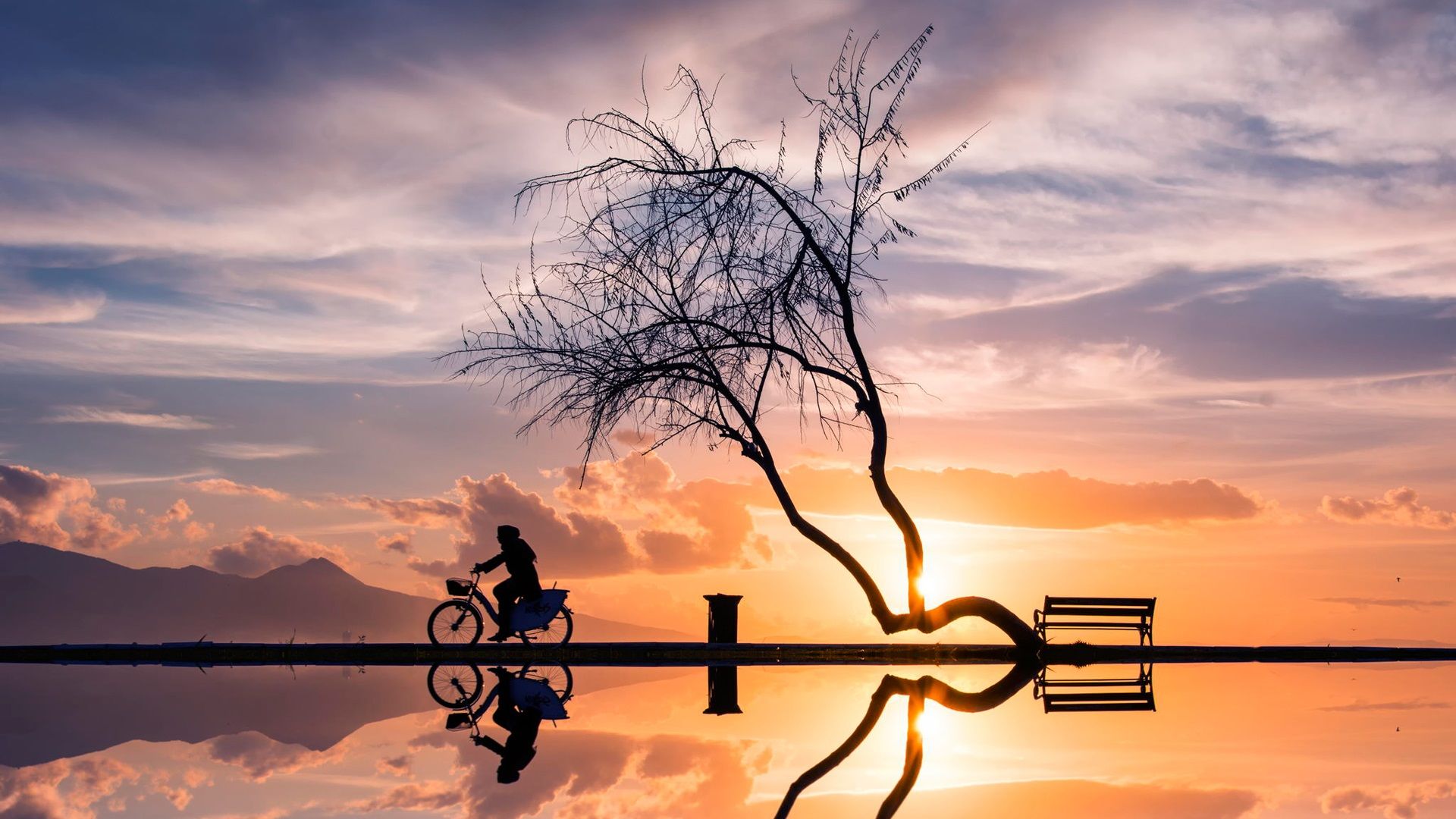 Wallpaper Sunset, tree, woman, bicycle, silhouette, water