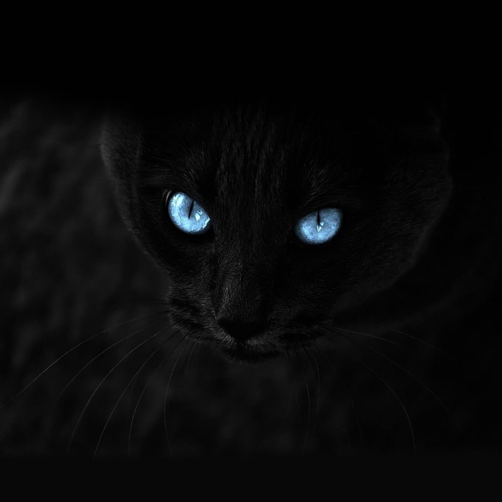 Blue Staring Cat Eye Dark iPad Wallpaper Free Download