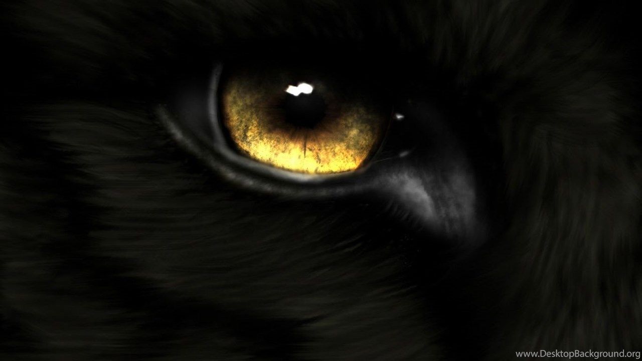 Golden Eye Black Fur Wallpaper 830 Free HD Wallpaper Stock. Desktop Background