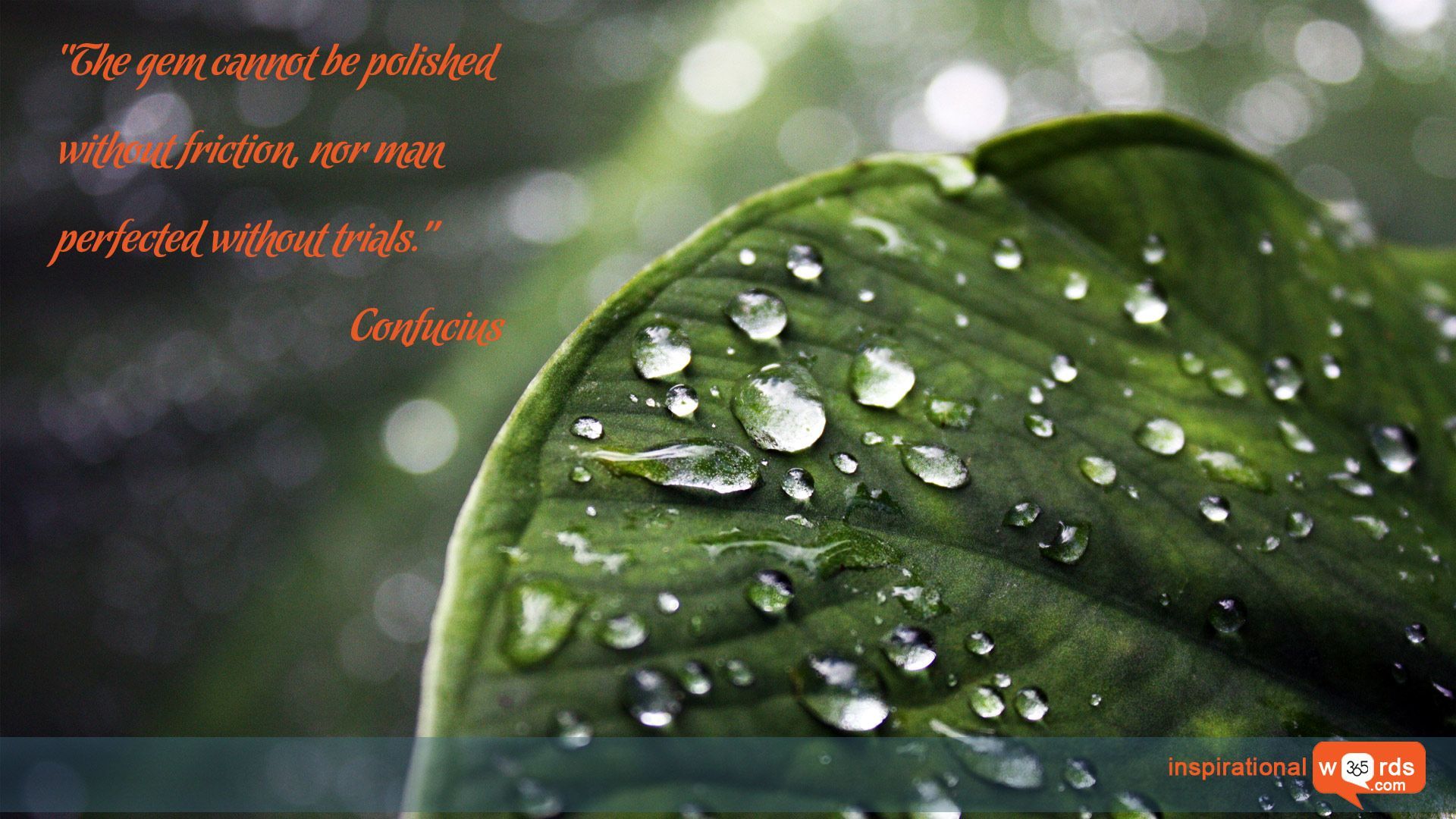 Inspirational Wallpaper Quote by Confucius “The gem cannot be polished without friction, nor man perfected without trials.”. Leaves, Nature wallpaper, Rain drops