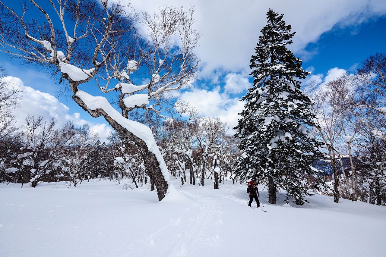 Photos Japan Sapporo Hokkaido Nature Spruce Winter Snow Trees