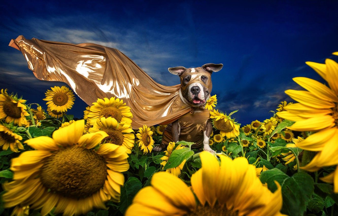 Wallpaper the sky, sunflowers, flowers, blue, dog, yellow, mask