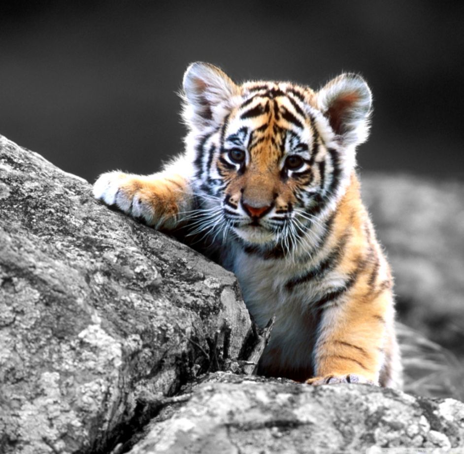Baby Tiger Wallpaper Free Baby Tiger Background