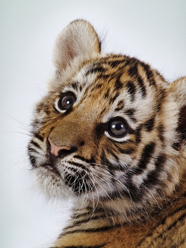 Free download Cute Tiger Cub Wallpaper HD Wallpaper 1920x1200
