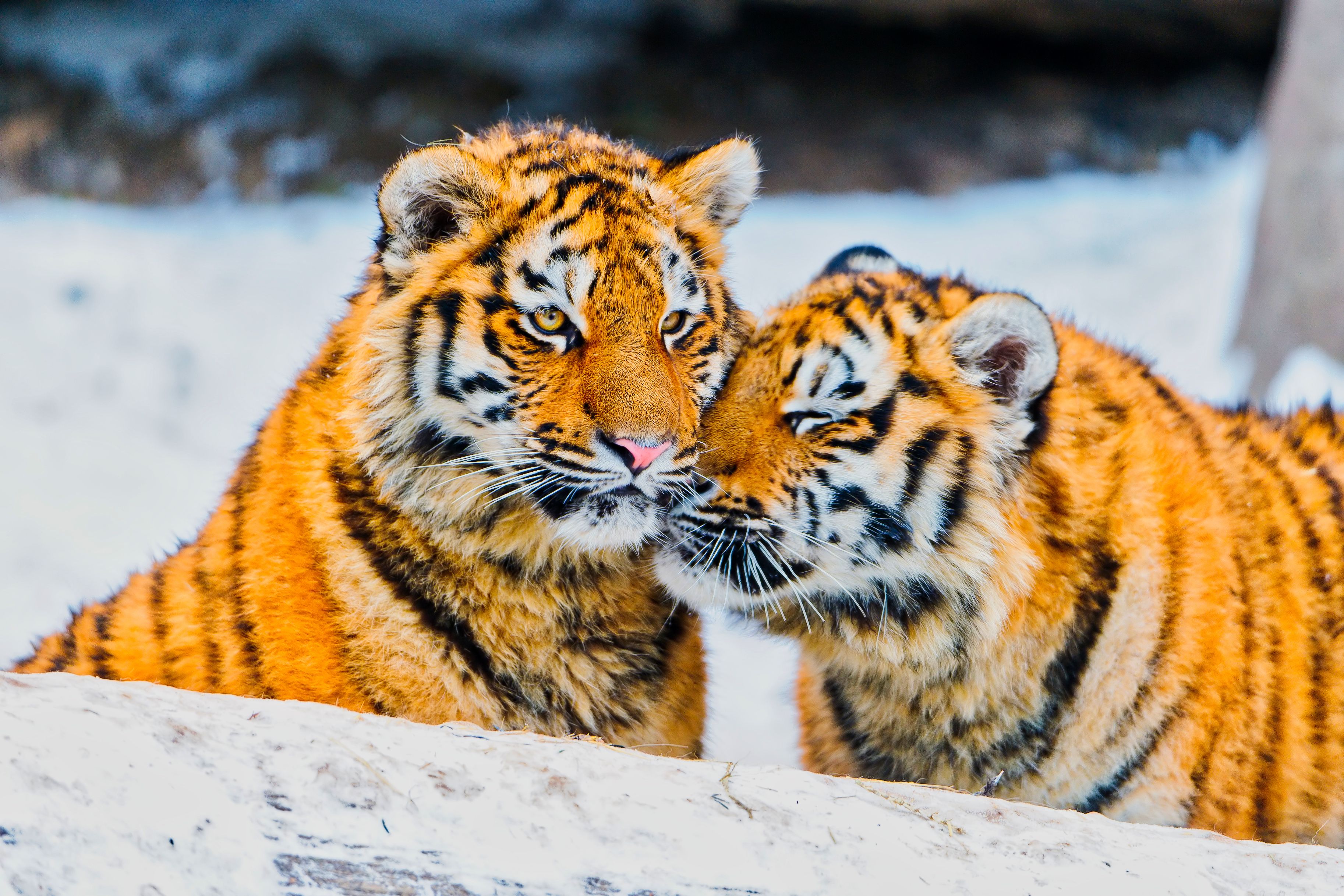 Wallpaper Tigers, Cute, Couple, Winter, Amur tiger, Snowfall
