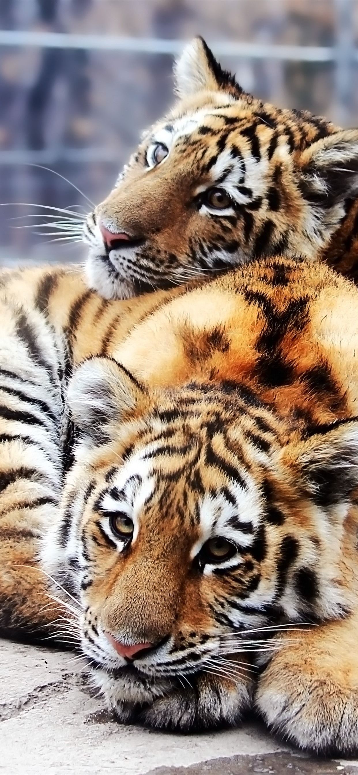 Two Cute Tigers 1242x2688 IPhone 11 Pro XS Max Wallpaper