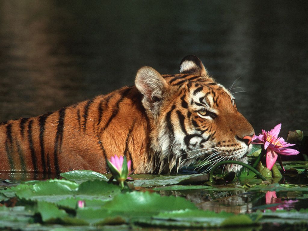 Bengal Tiger Wallpaper Cute and Docile