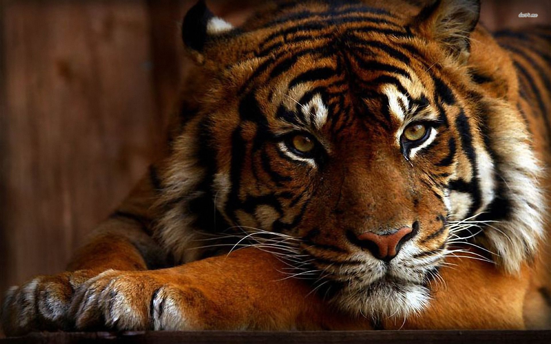 Cute Bengal Tiger Picture, Brown Bengal Tiger Wallpaper