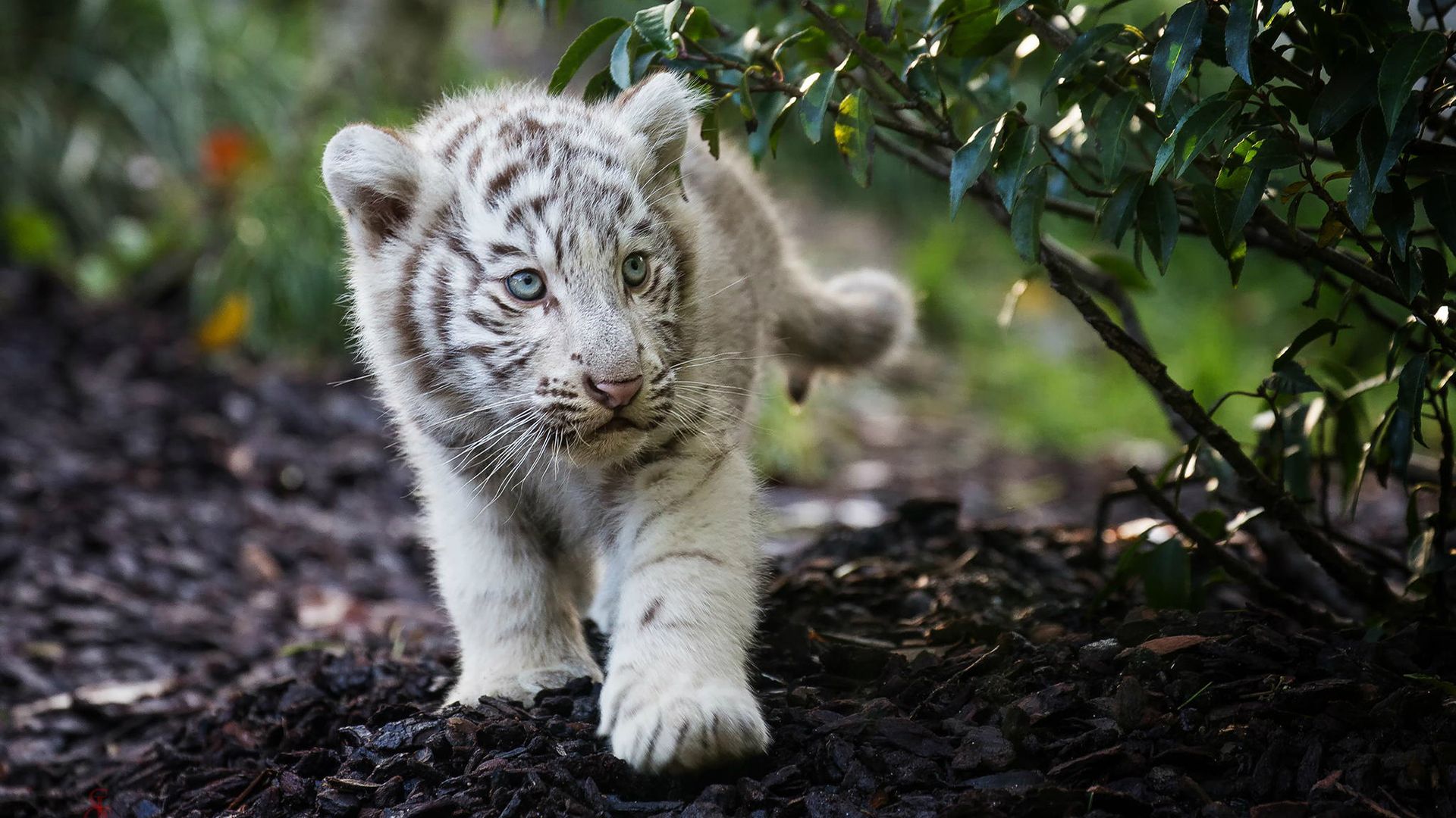 Cute Cub Bengal White Tiger, HD Animals, 4k Wallpaper, Image