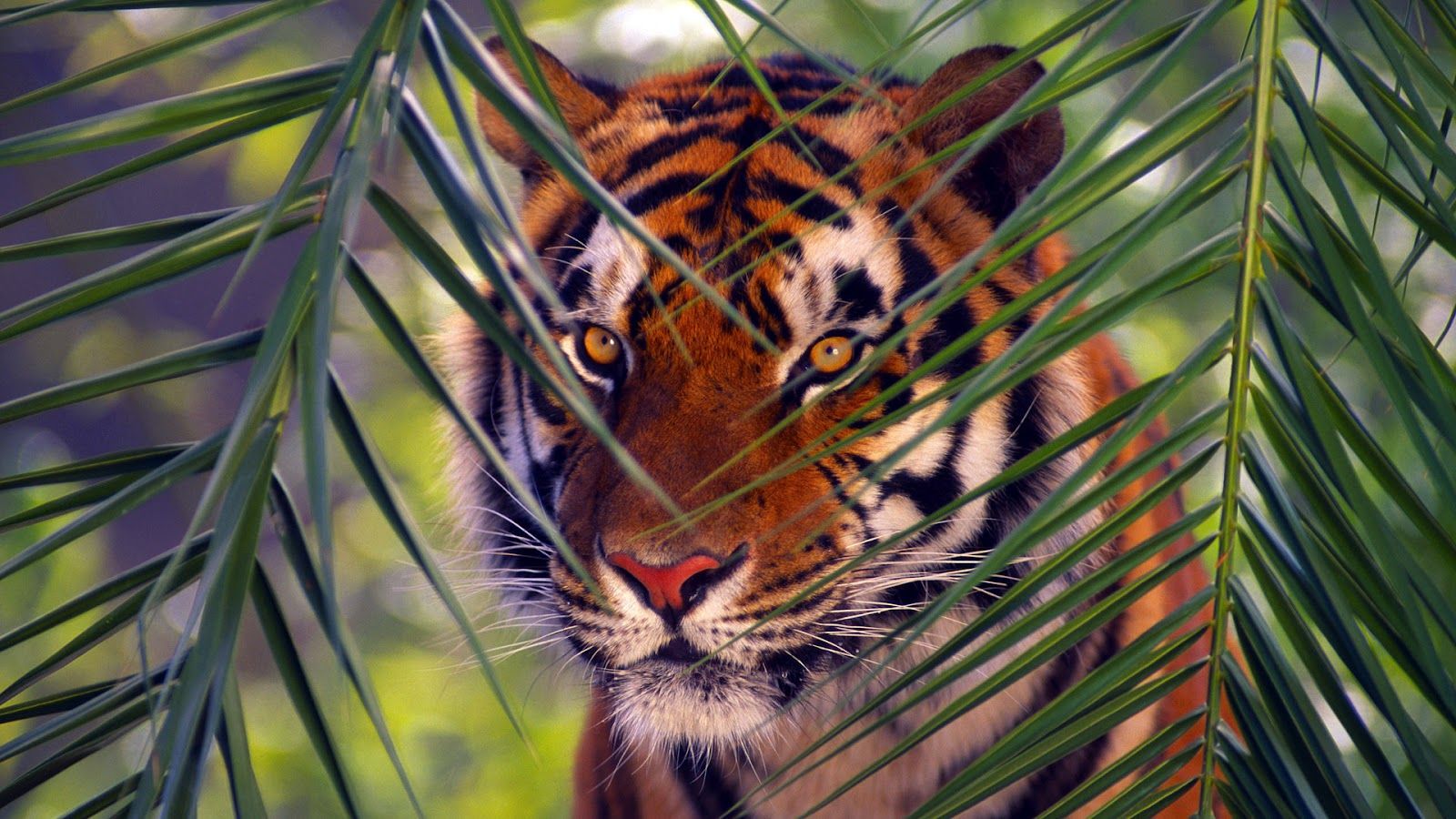 Free download Cute tiger wallpaper Wallpaper Wide HD 1600x900