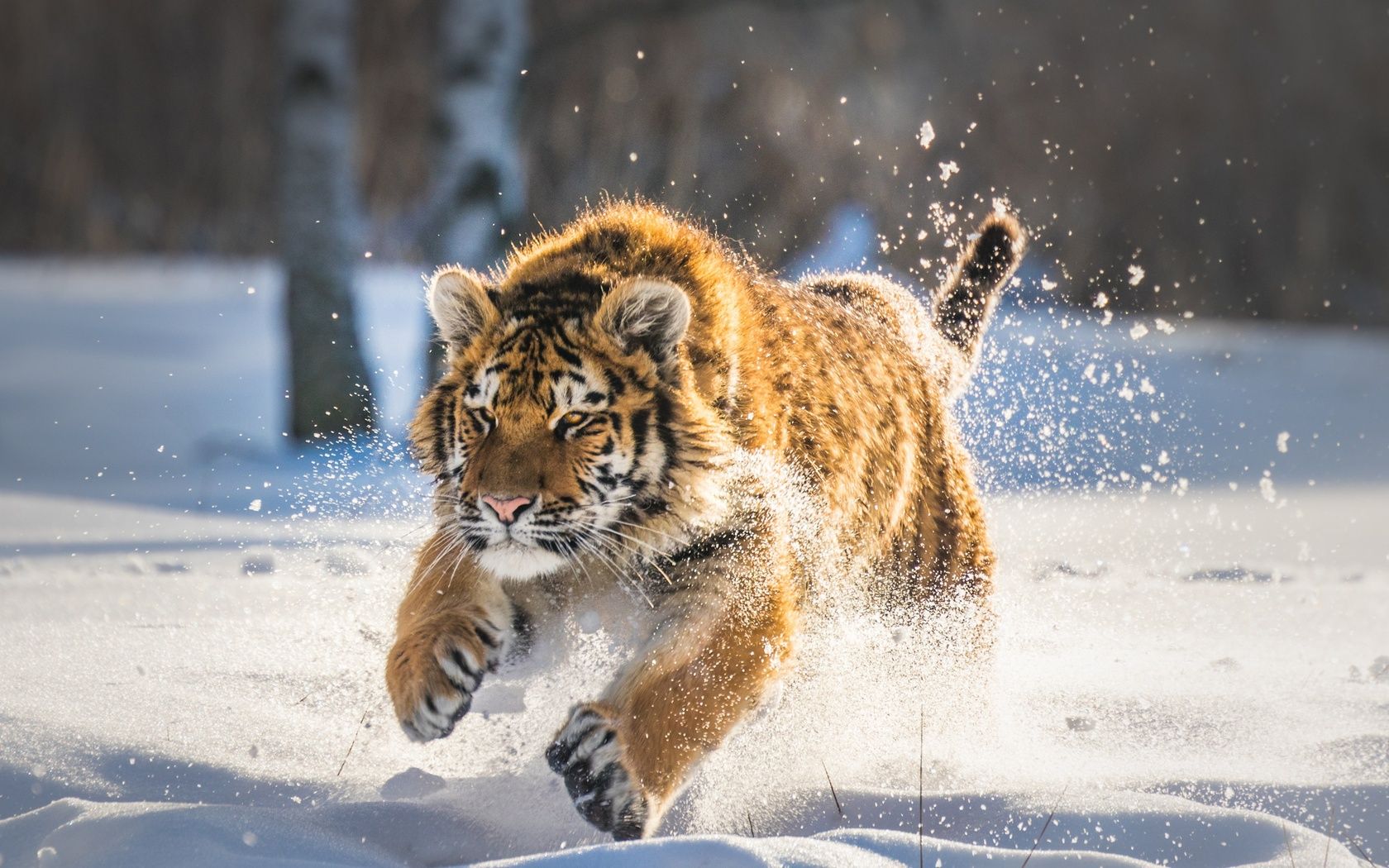Cute Tiger Cub Running 1680x1050 Resolution HD 4k
