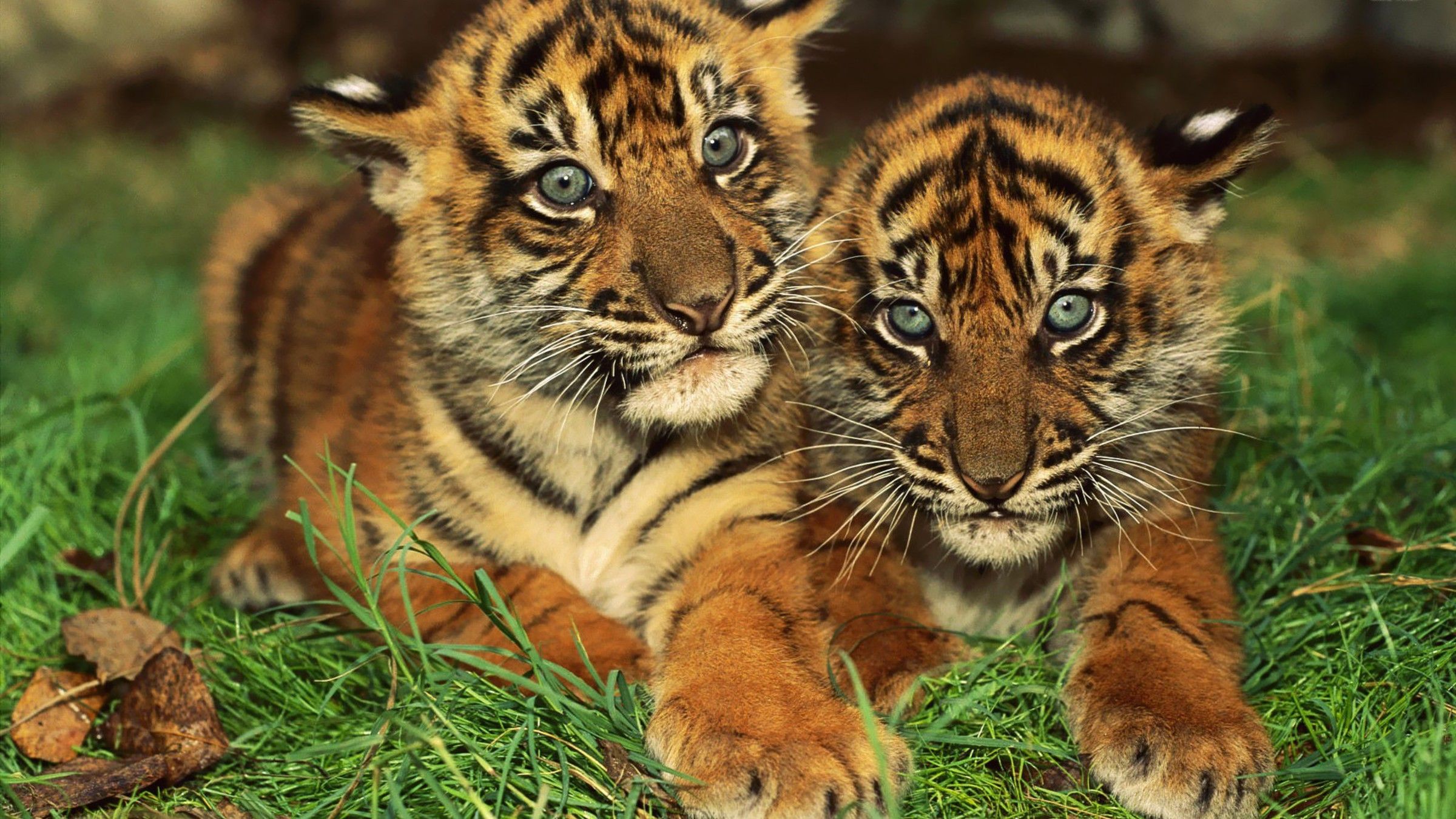 Cute Bengal Tiger Cubs HD Wallpaper. Background Imagex1350