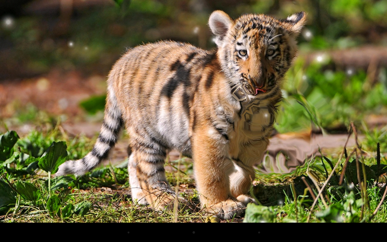 Pics Photo Tiger Cub Animal Wallpaper. Tiger Cubs Animals