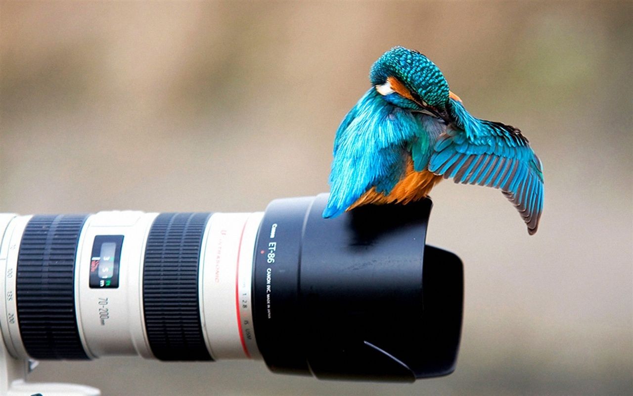 Wallpaper Kingfisher on the camera lens 1920x1200 HD Picture, Image