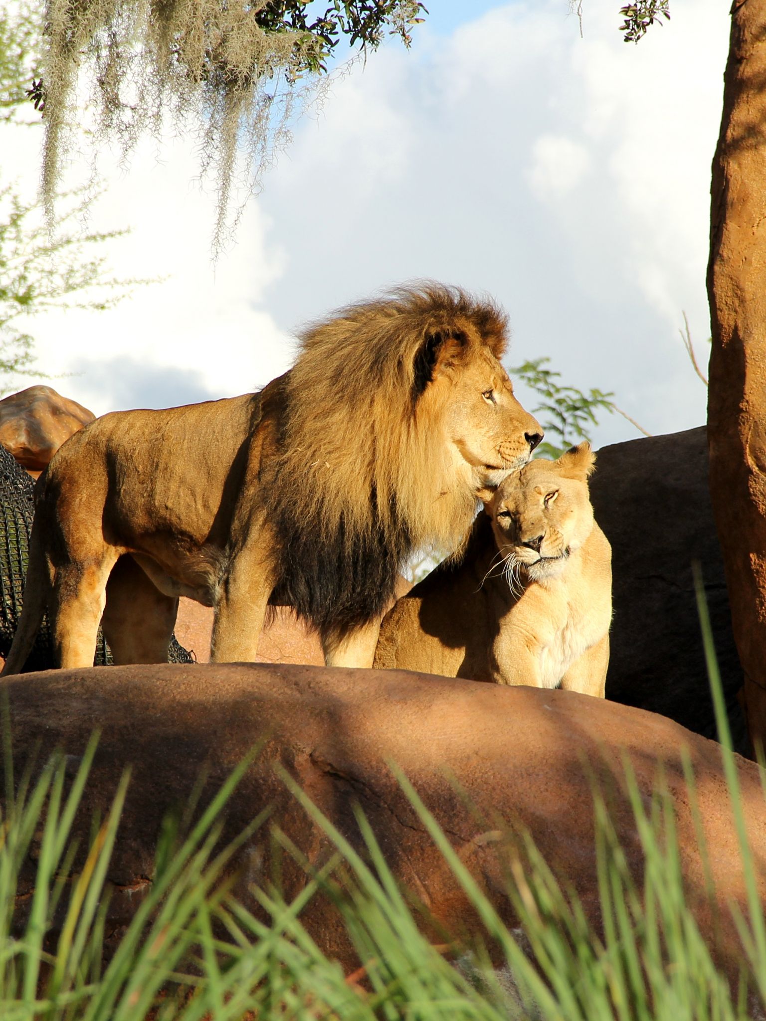 Free download The Lion King 4K Wallpaper WDWClubcom [4096x2731] for your Desktop, Mobile & Tablet. Explore The Lion King 2019 Wallpaper. The Lion King 2019 Wallpaper, Lion King 2019 Wallpaper, The Lion King Wallpaper