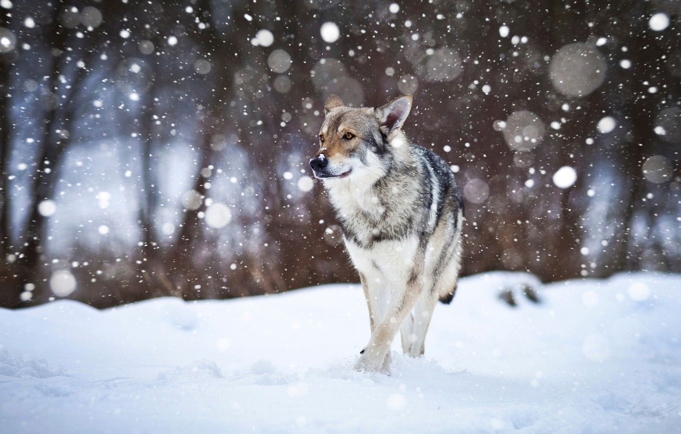Wallpaper snow, dog, Wolfdog imagegoodfon.com