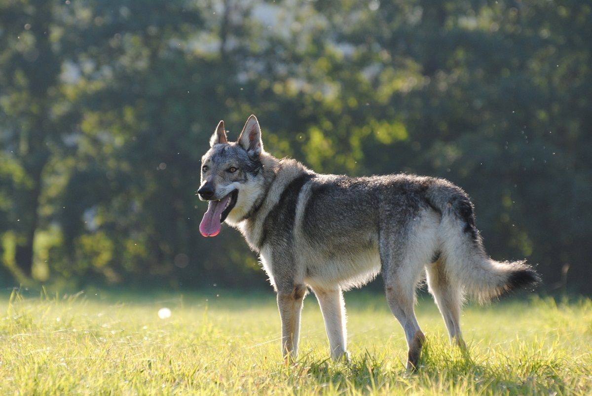 Czechoslovakian Wolfdog Wallpaper