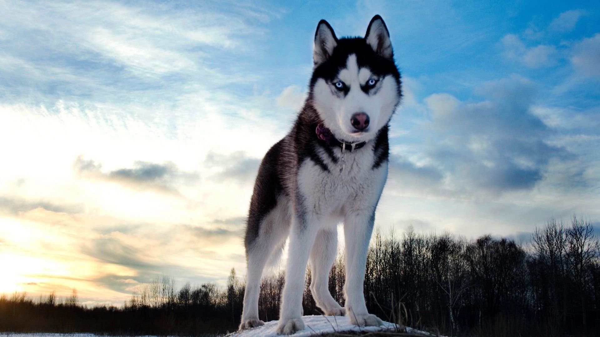 nature, animals, dogs, wolf, husky wallpaper