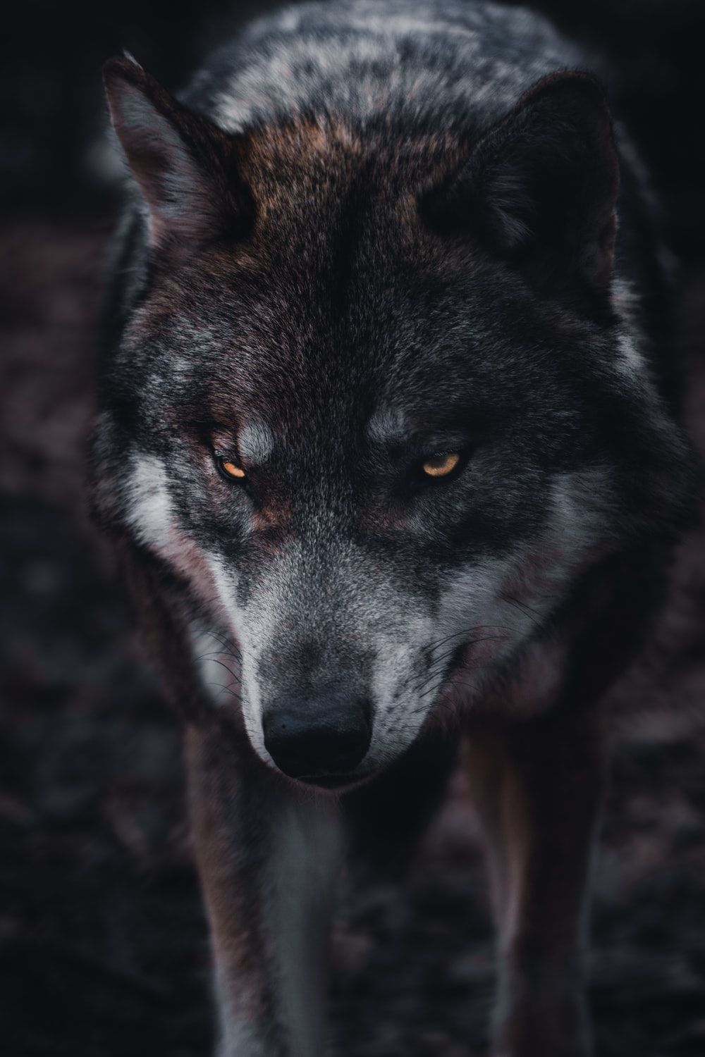 black wolf hybrid wallpaper