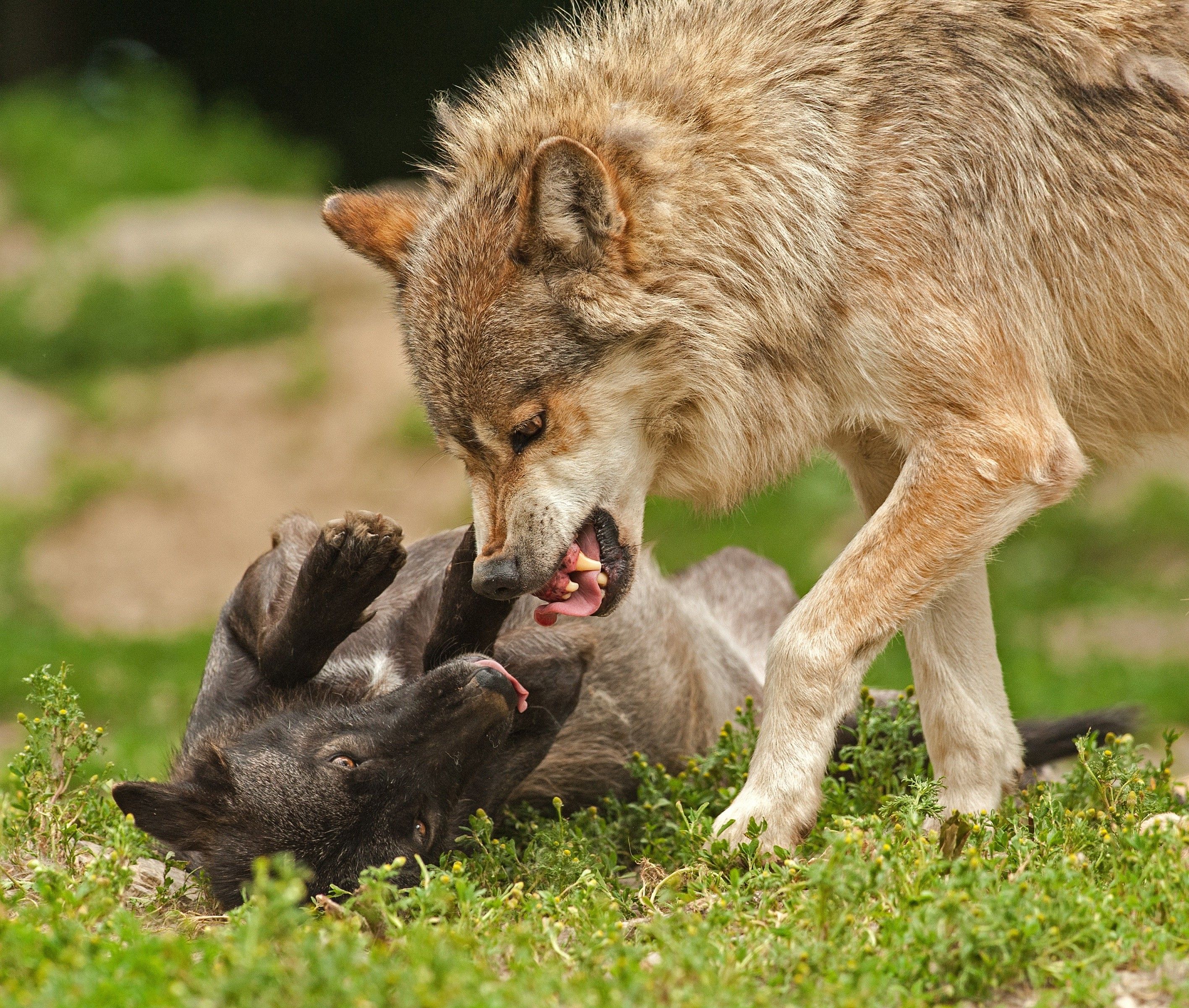 nature wolf dog wildlife Wallpaper HD / Desktop and Mobile