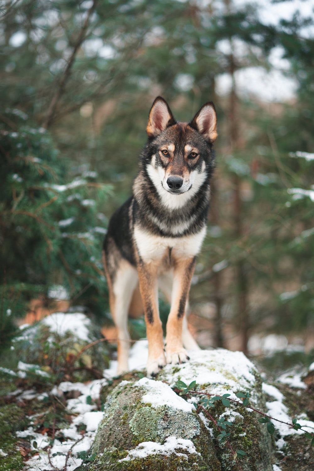 Wolfdog Picture. Download Free Image