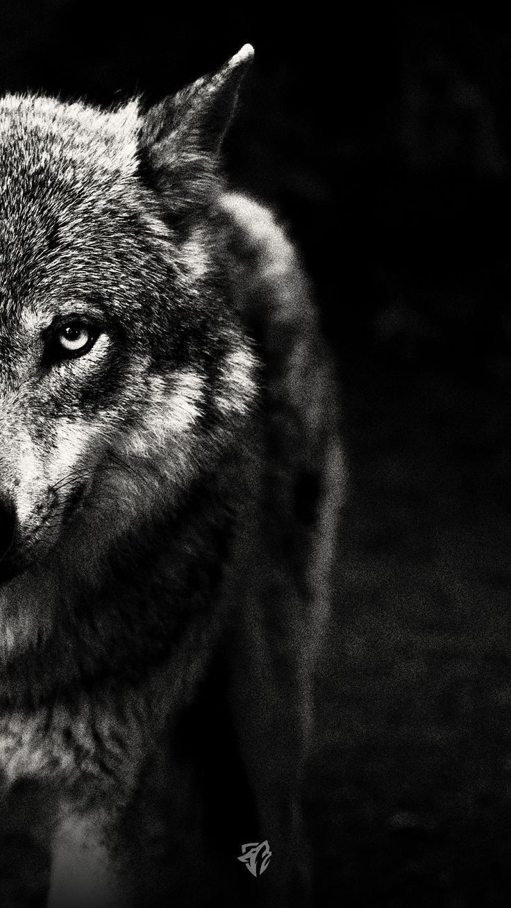 Wolf Wallpaper. Wolf wallpaper, Wolf photography, Wolf