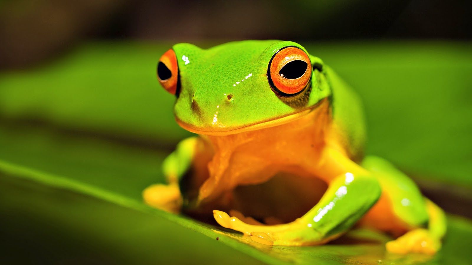 Frog Wallpaper