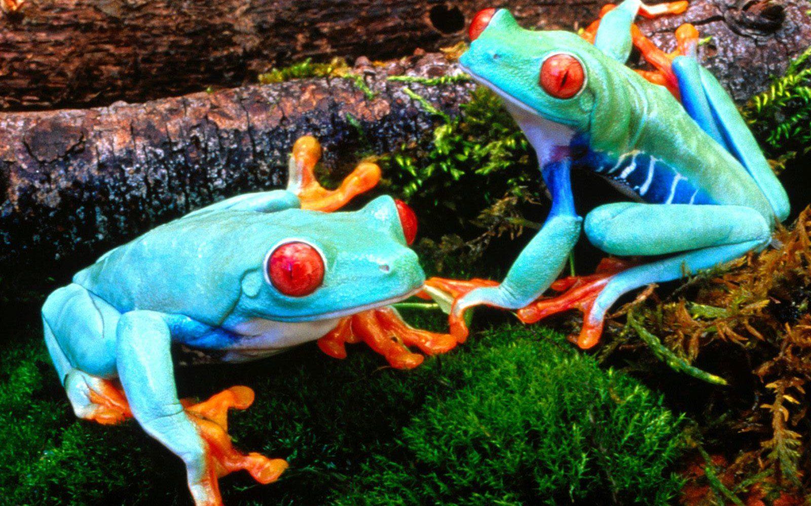 frogs animals HD wallpaper
