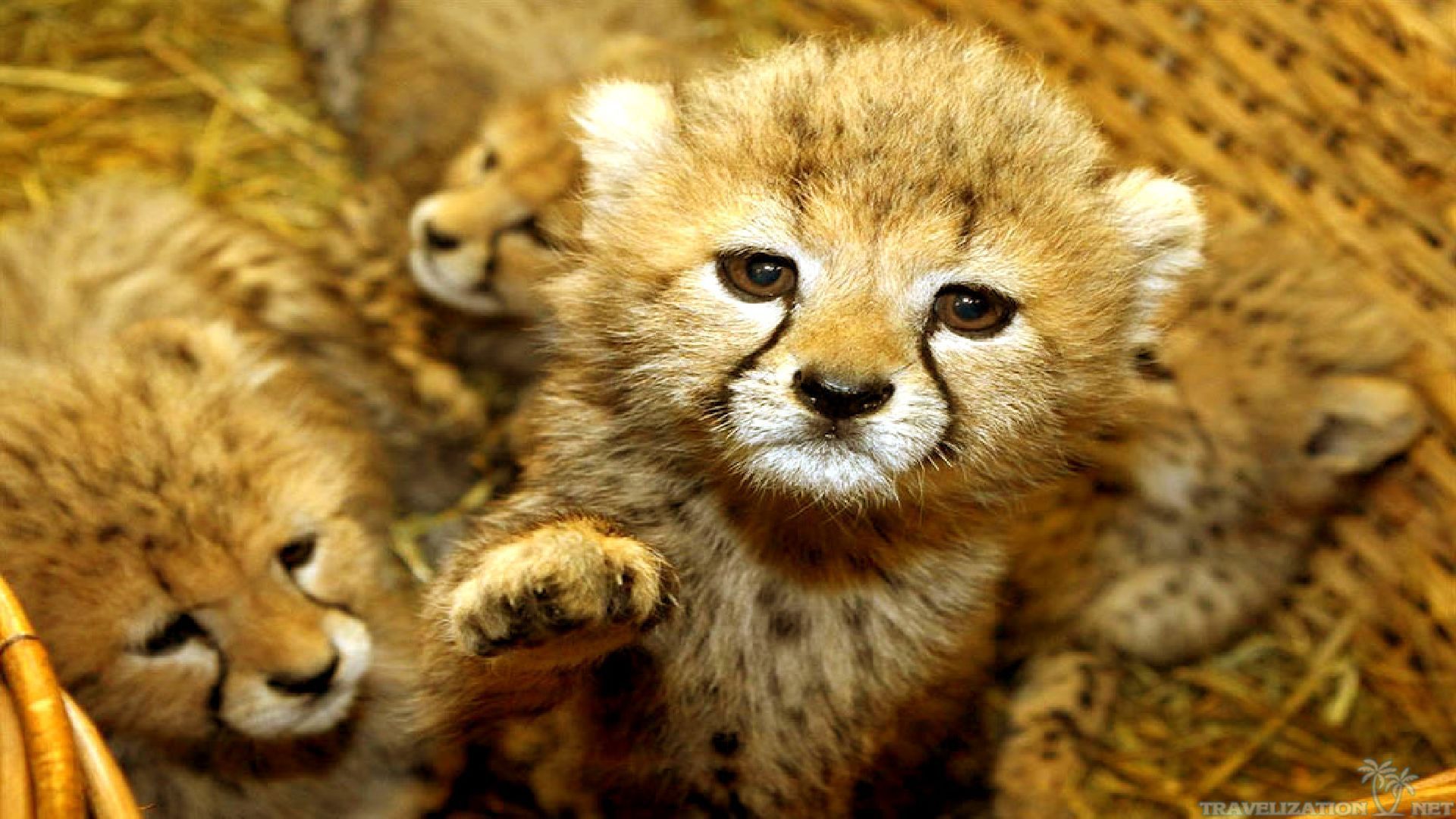 Baby Animals Cute Sweet Tiget Wallpaper with 1920x1080