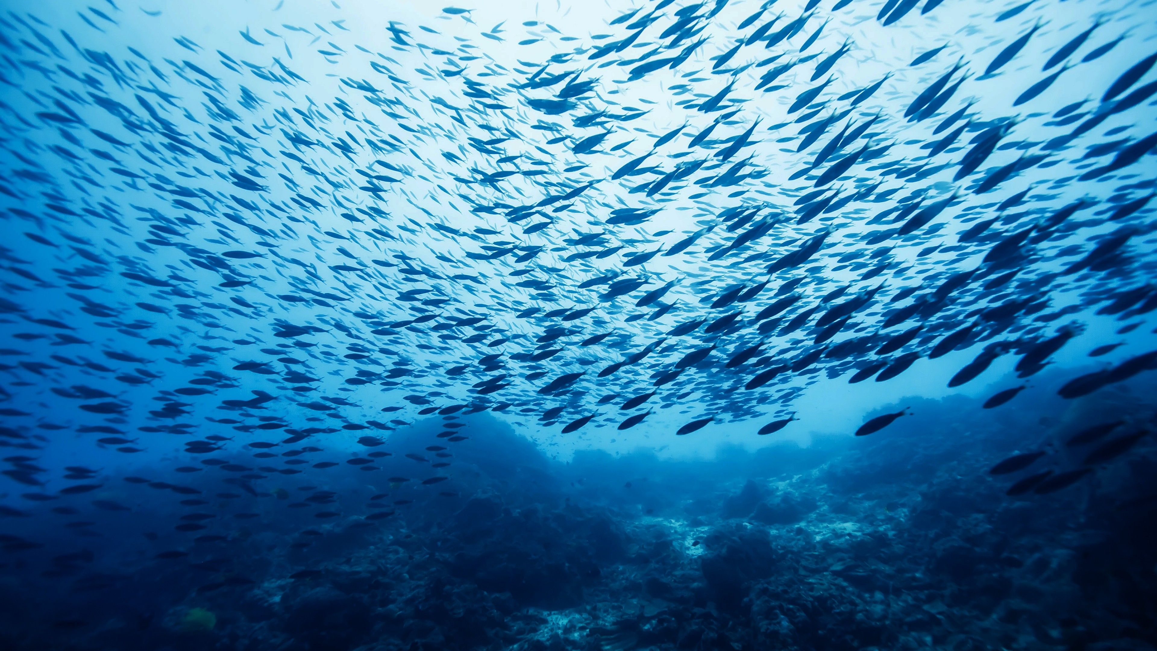 Wallpaper Fish school, Castle Rock, Ocean, Pacific, Atlantic, Indian, water, blue, bottom, underwater, diving, tourism, World's best diving sites, Animals