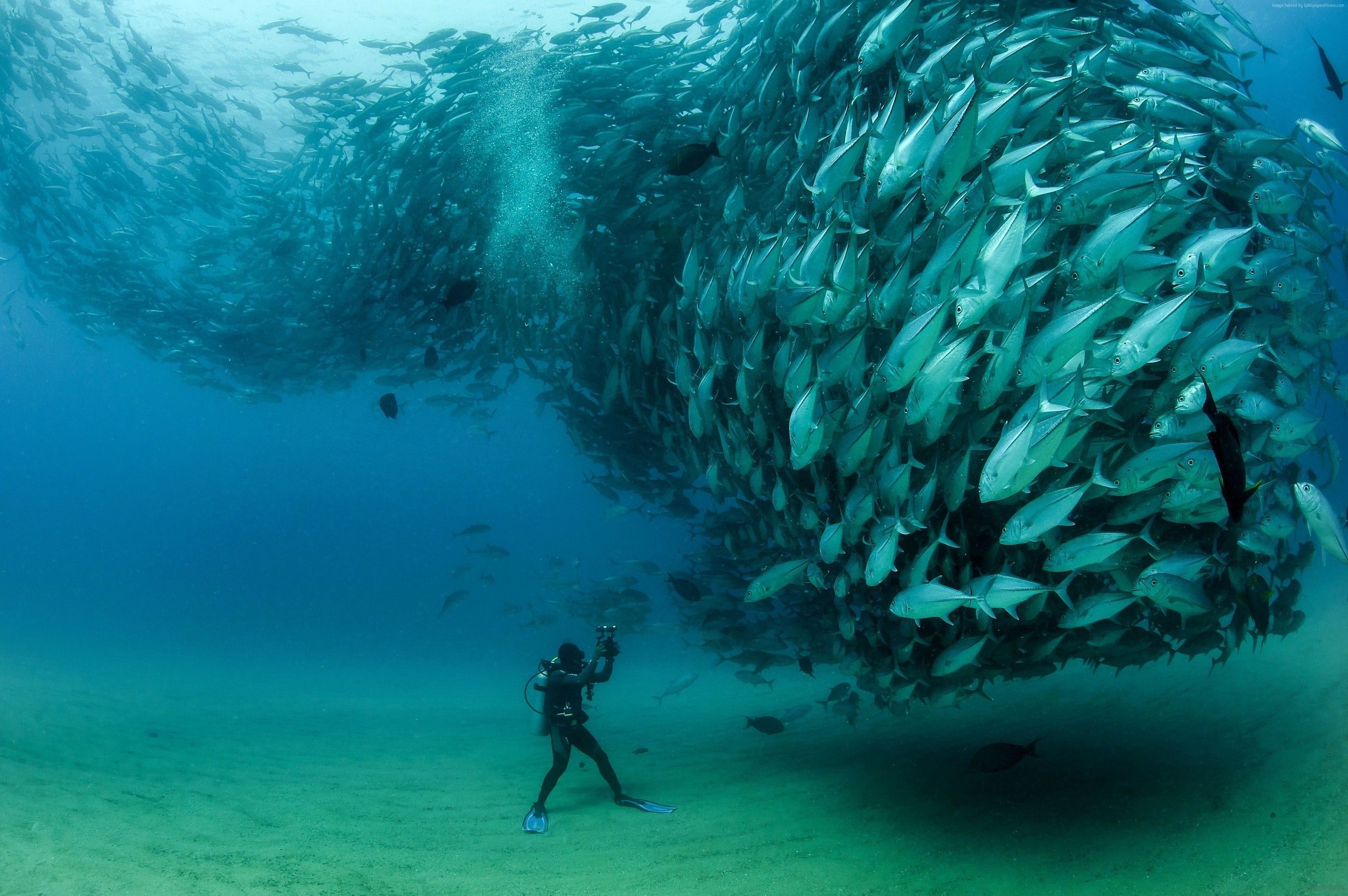 Massive school of fish scuba diver photo