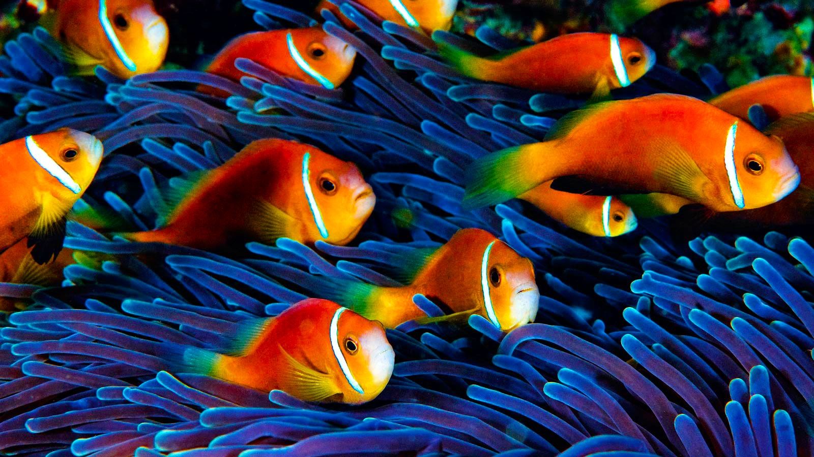 Free download Displaying 13 Image For School Of Tropical Fish Wallpaper [1600x1124] for your Desktop, Mobile & Tablet. Explore School of Fish Wallpaper. School of Fish Wallpaper, Wallpaper Of