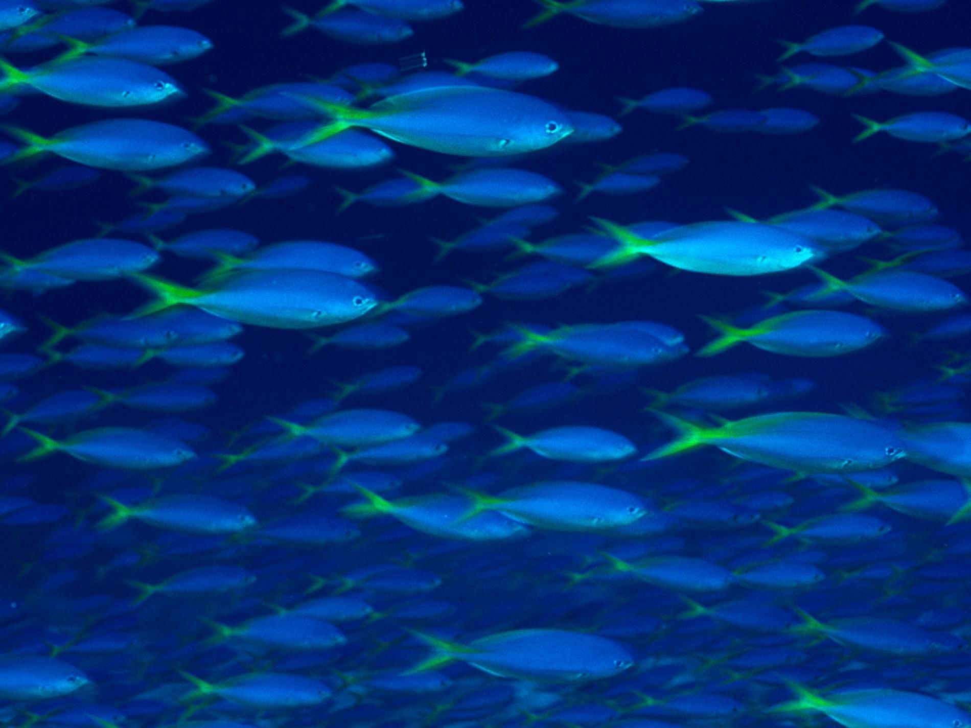Schools of Fish. National geographic, Creature picture, Fish wallpaper