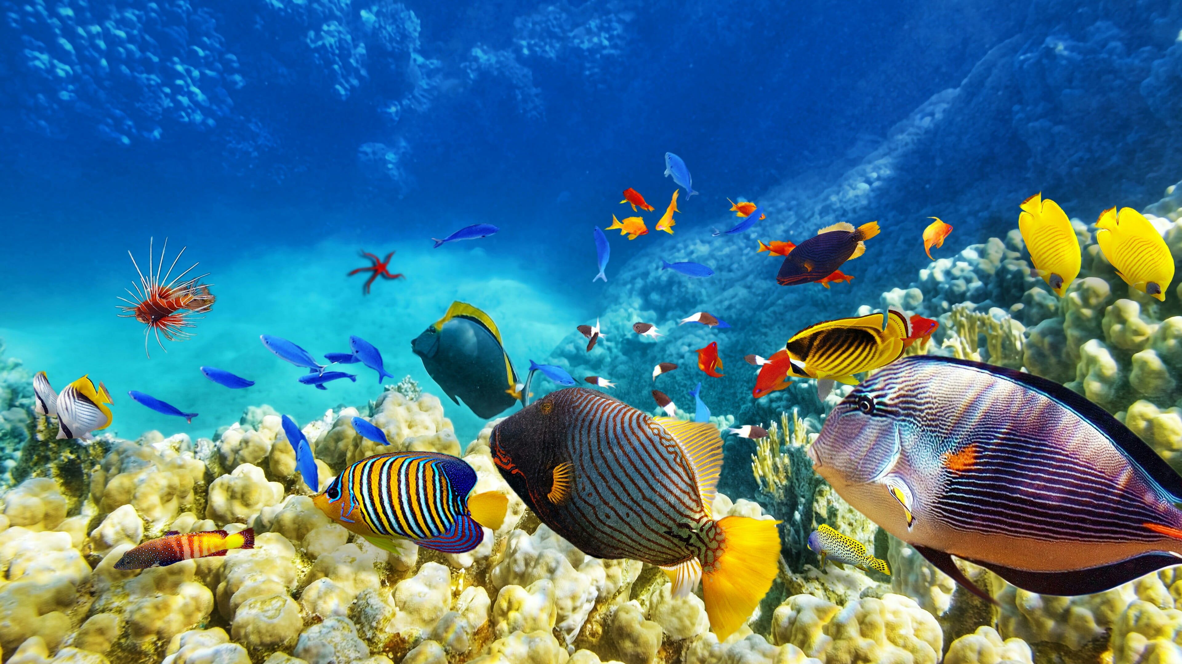school of fish #fish coral reef #ecosystem marine biology coral reef fish #underwater #colorful #fishes #coral #reef #sea. Ocean animals, Animals, Tropical fish