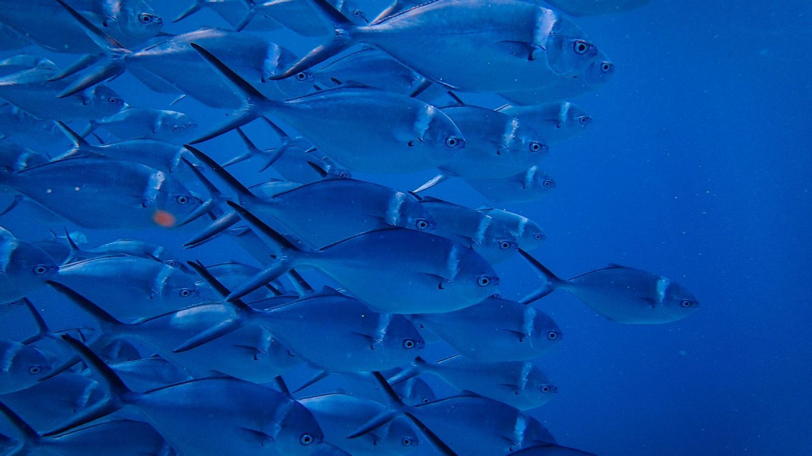 School Of Fish Blue Background Wallpaper