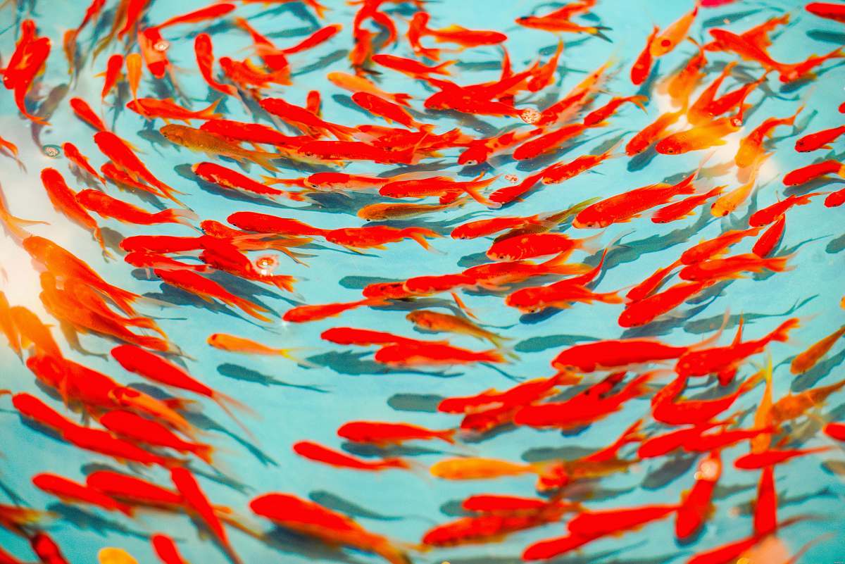 background school of orange fish wallpaper Image