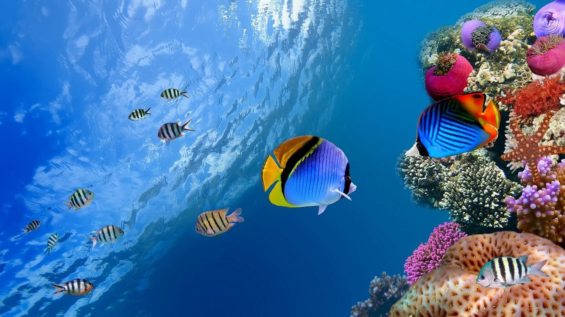 Tropical Fish Wallpaper