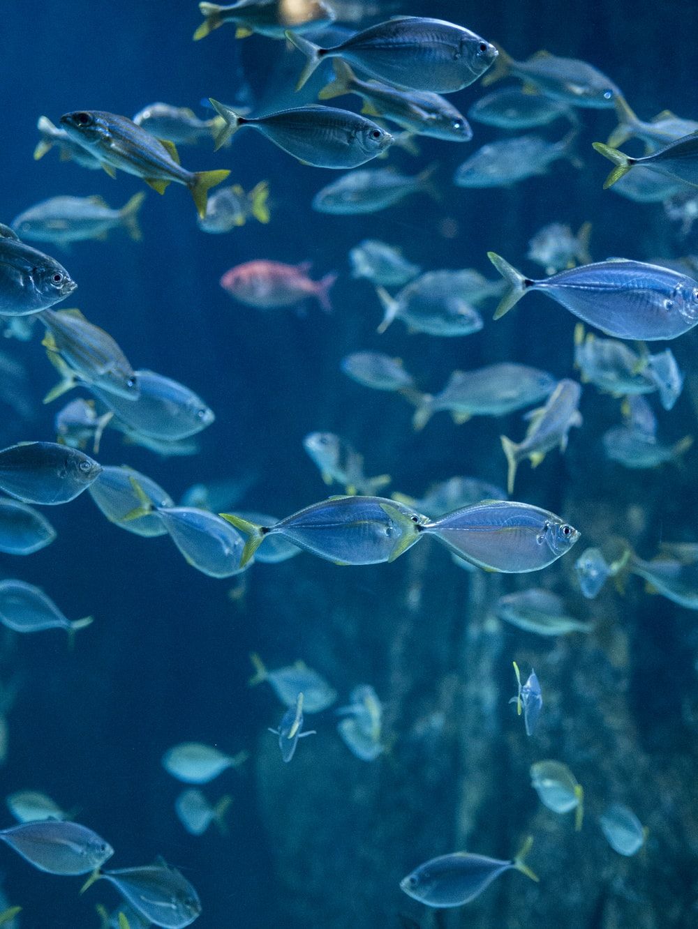 School Of Fish Picture. Download Free Image