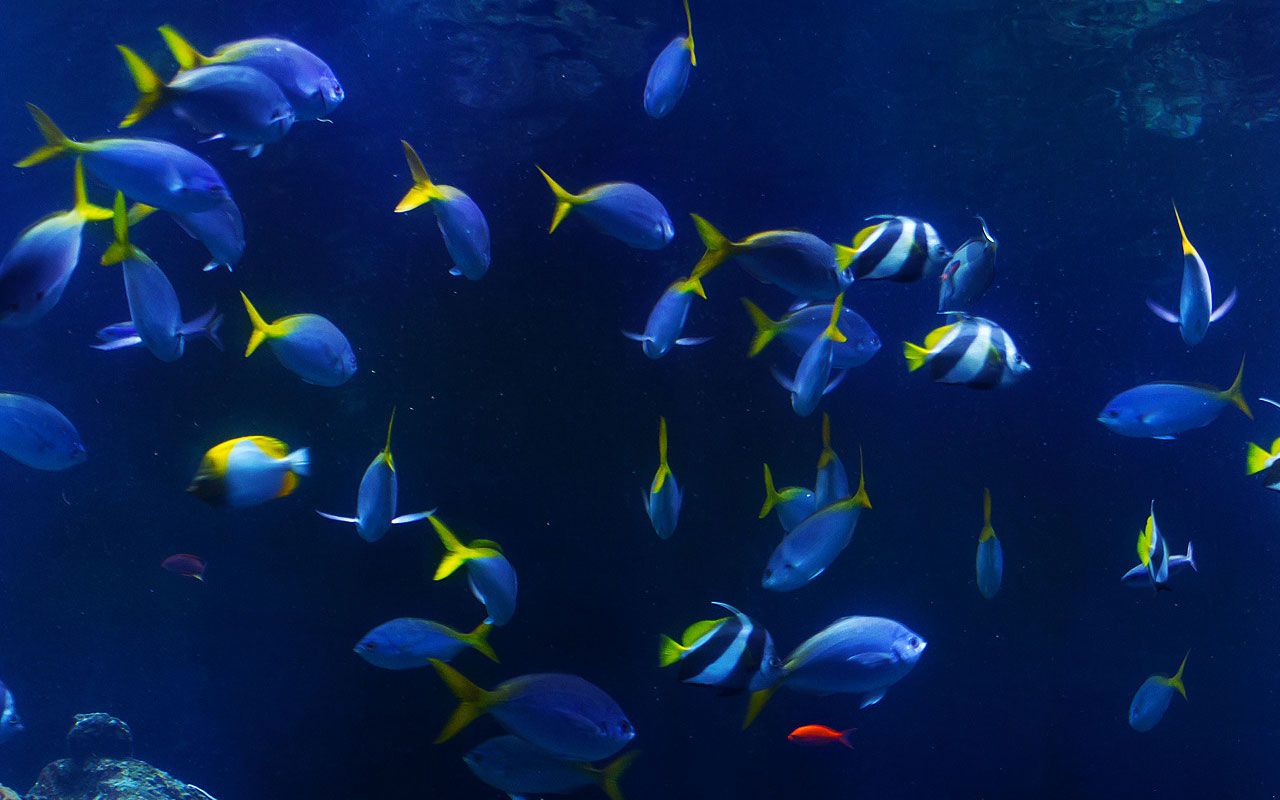 Free Fish Background Image
