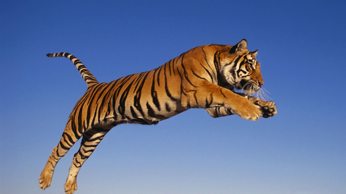 Tiger Wallpaper HD. Best Super Car Wallpaper 2015