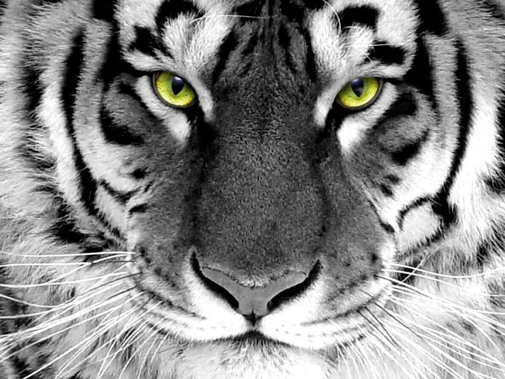 The Best Top Desktop Tiger Wallpaper Hd Tiger Wallpaper 1