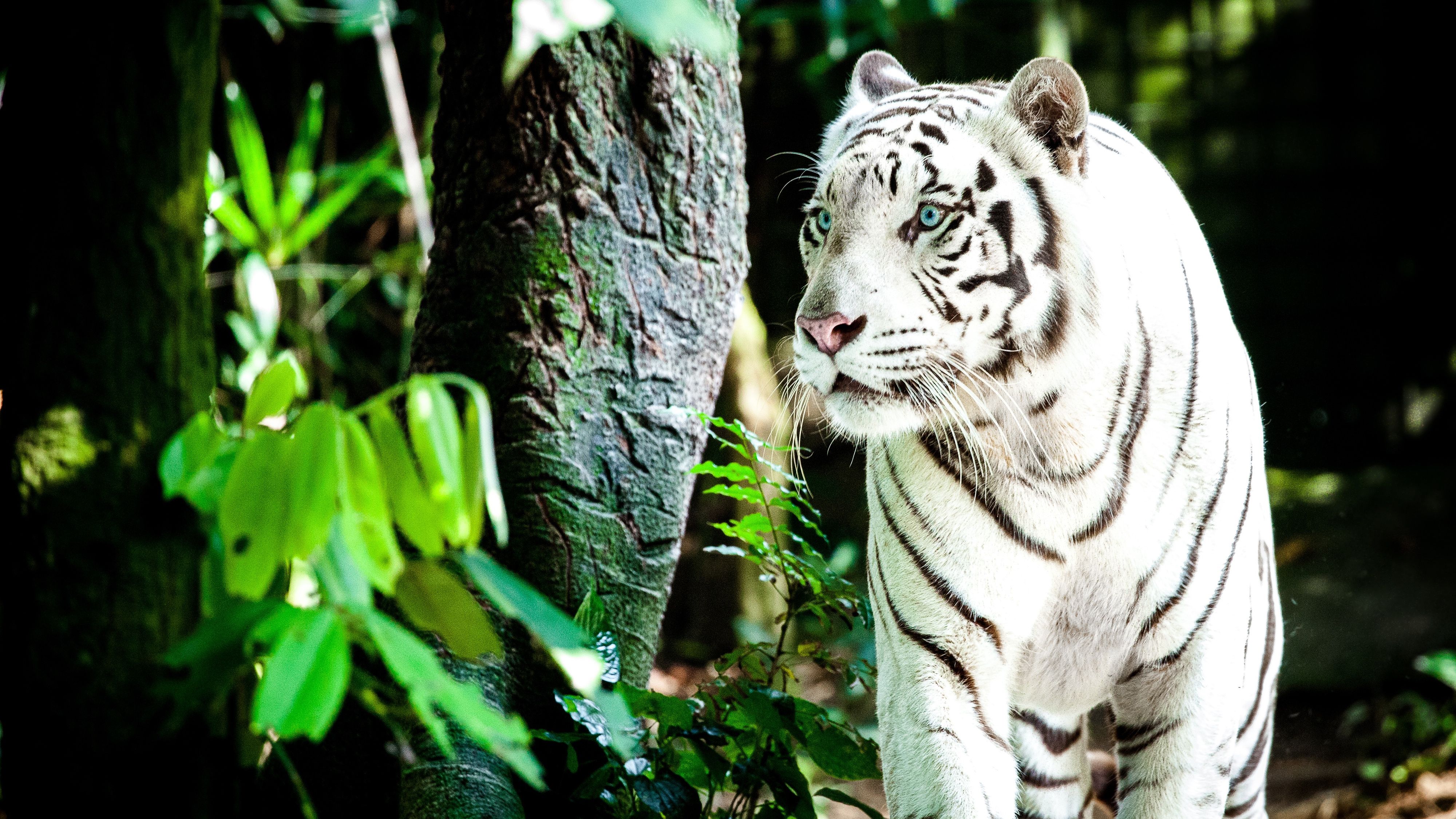 White tiger HD Wallpaper & Background