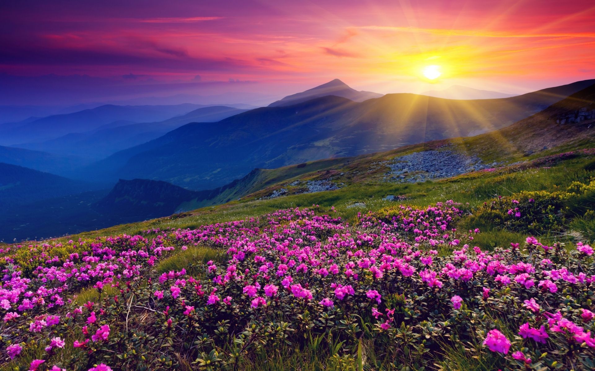 Stunning Flower Meadow. Mountain landscape, Valley of flowers