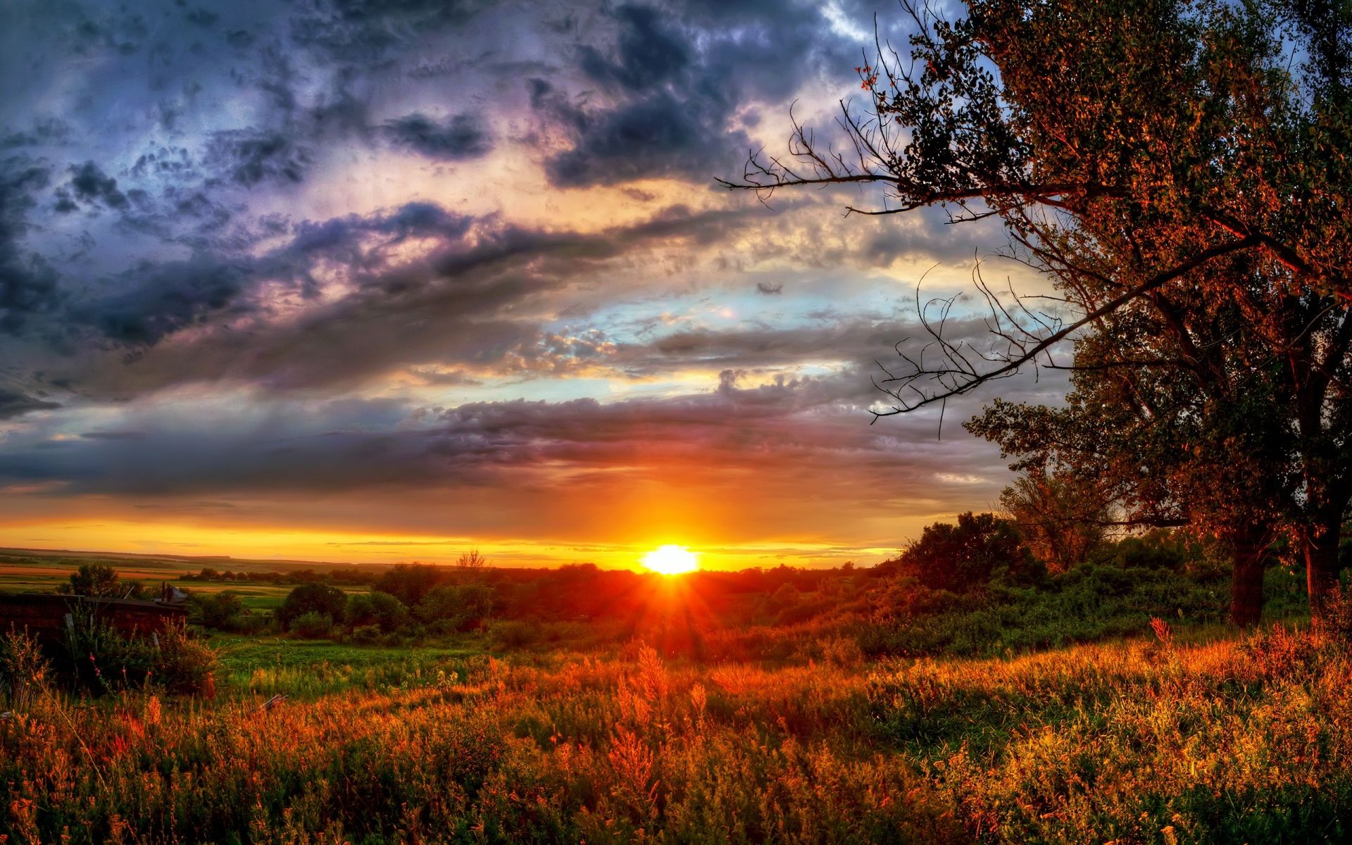 Meadow Plant Trees Hill Sunset wallpapers.