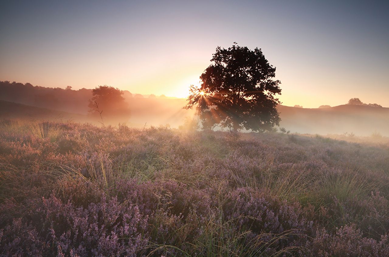 Wallpaper Heather Flowers Fog Nature Meadow Sunrises and sunsets
