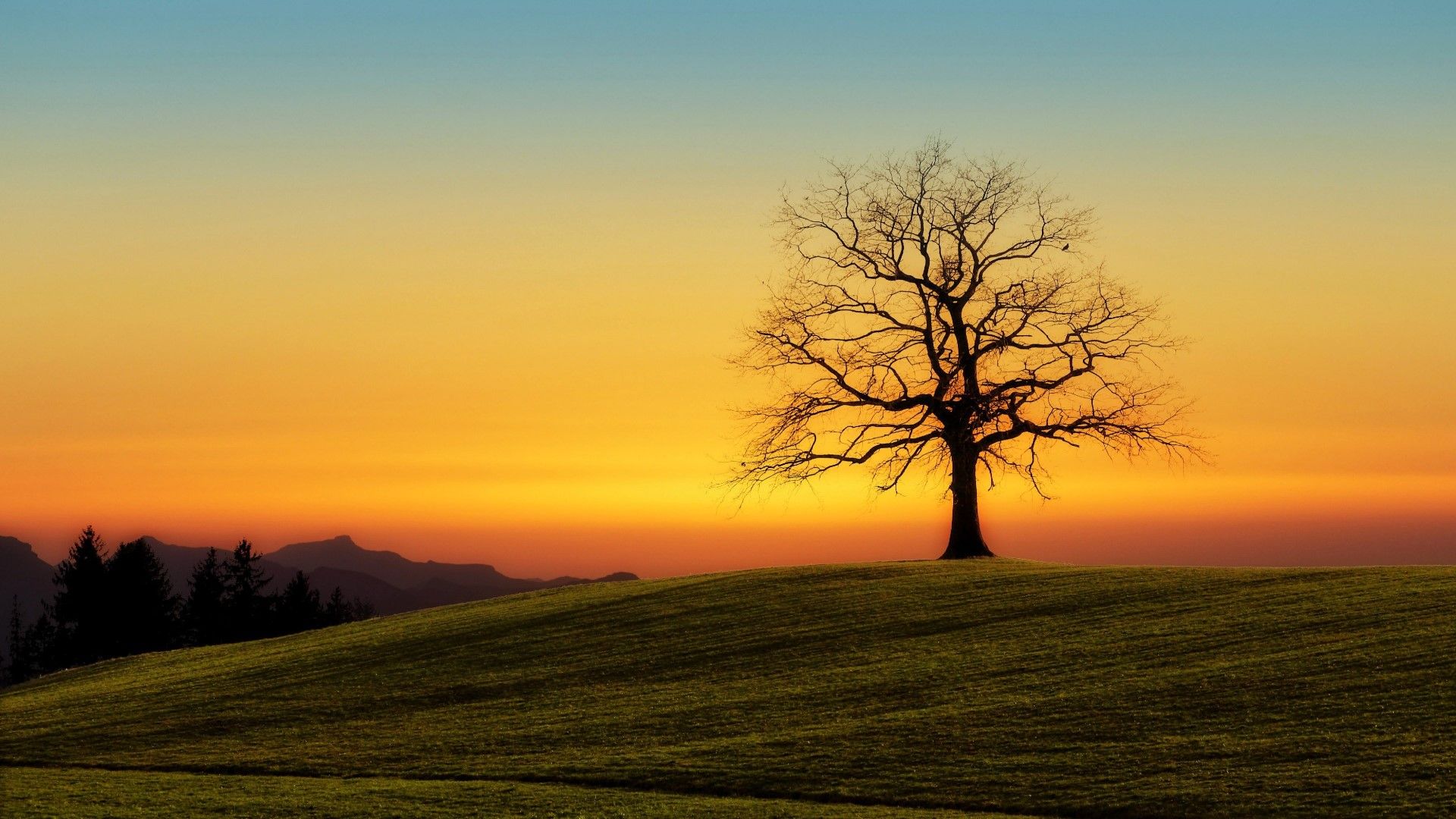 Tree Meadow Landscape At Sunset- HD 4K