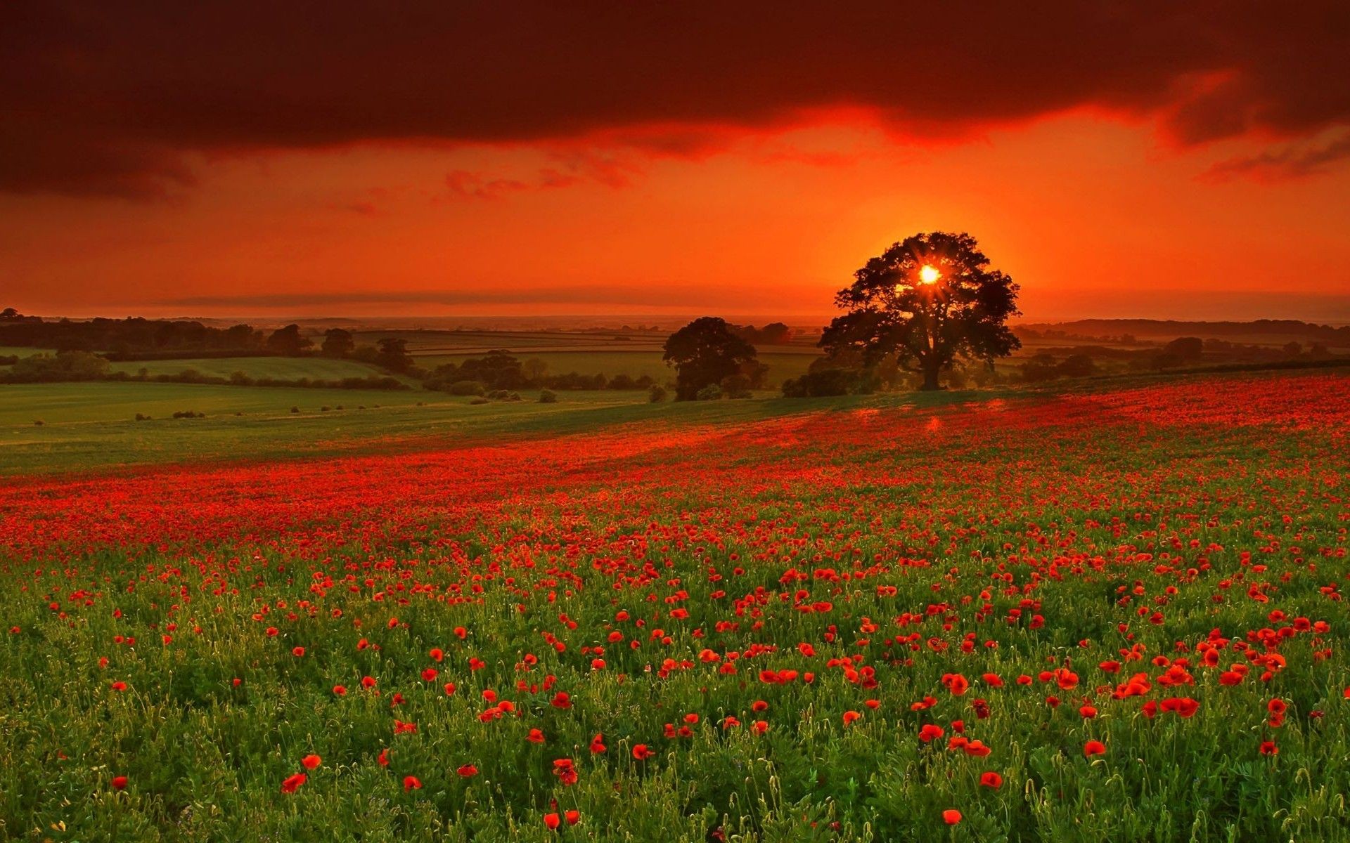 Sunset landscapes nature fields meadow poppy wallpaperx1200