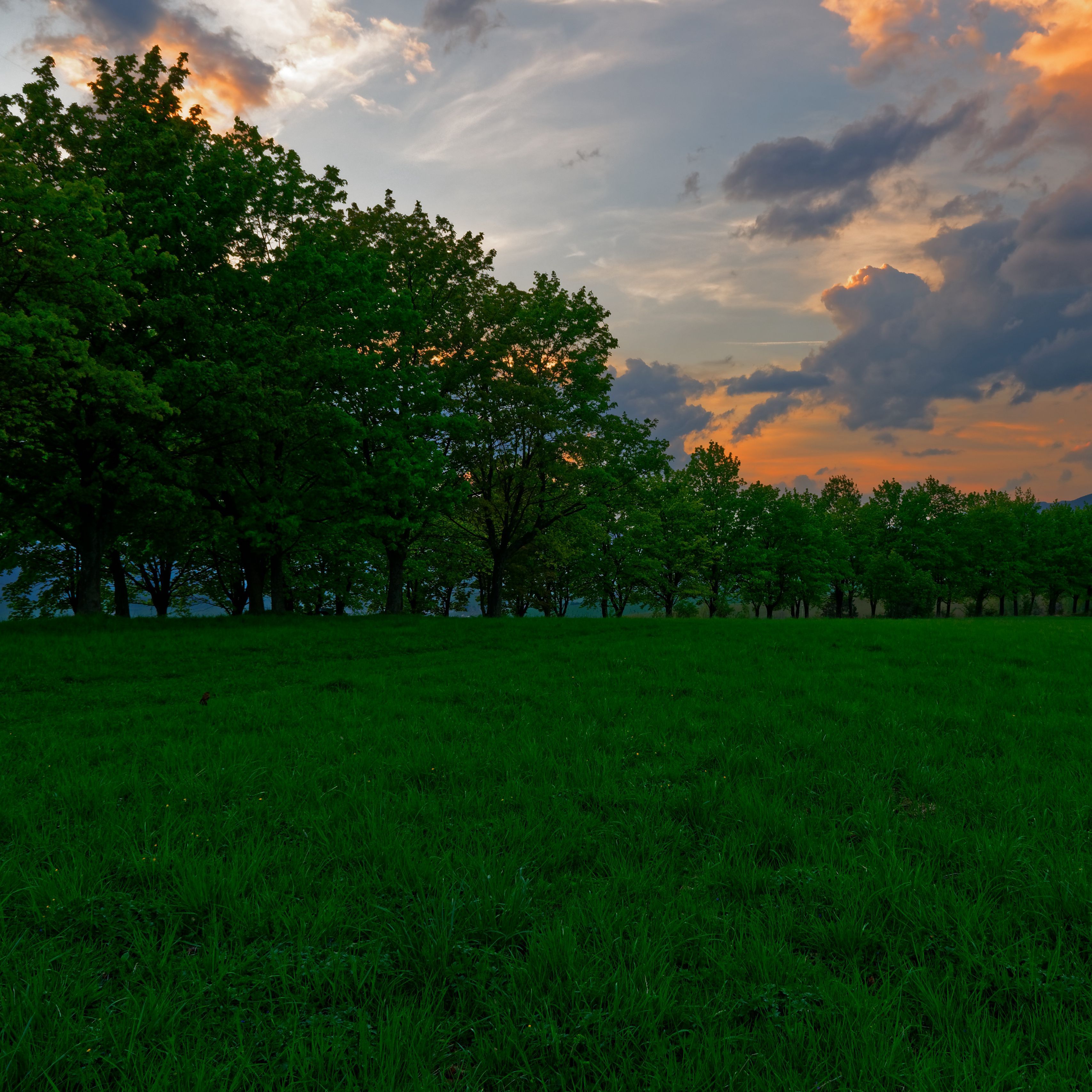 Download wallpaper 3415x3415 sunset, meadow, grass, trees ipad pro
