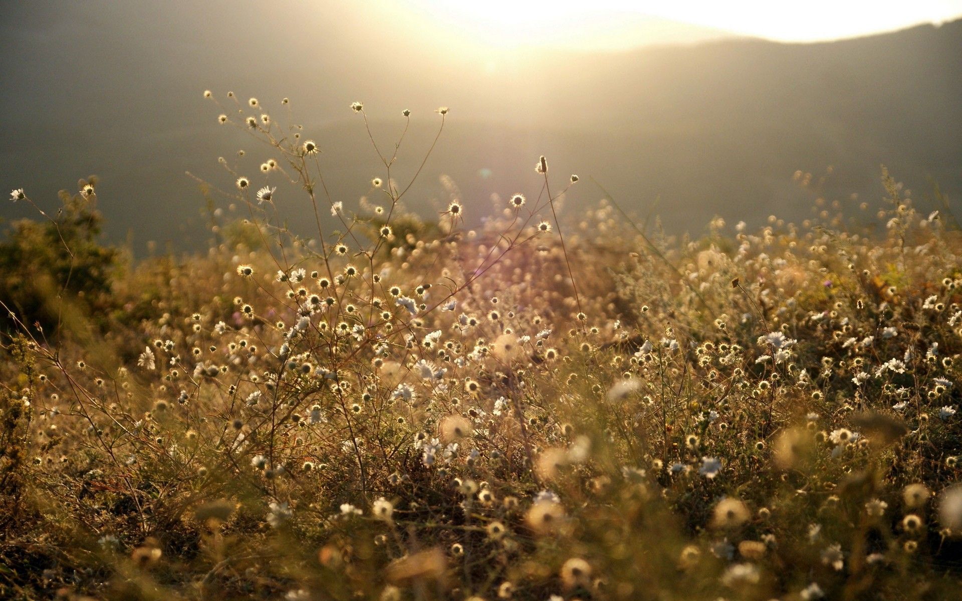 Grass, Tumblr, Meadow, HD Nature Wallpaper, Sunrise, Vegetation