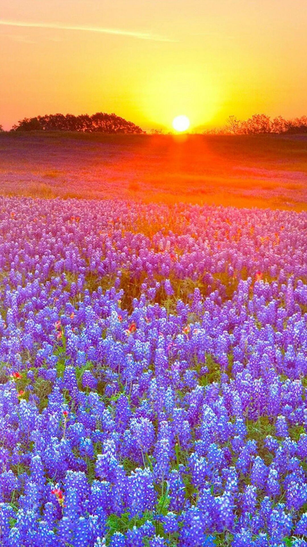 Field of Flowers at Sunset Mobile Wallpaper